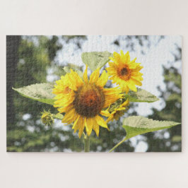 Gelbe Sonnenblumen