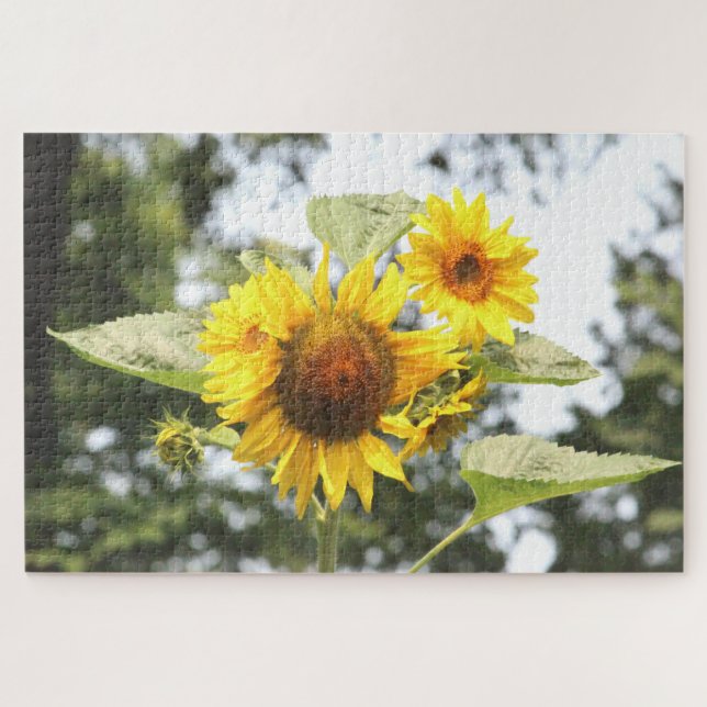 Gelbe Sonnenblumen (Horizontal)