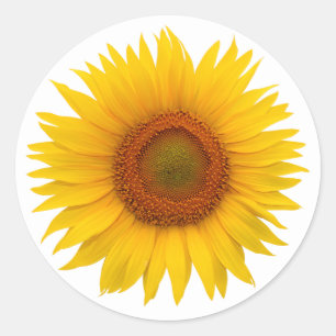 Gelbe Sonnenblumen Blume Umschlag Aufkleber Sticke