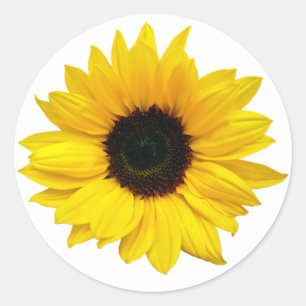 Gelbe Sonnenblumen Blume Umschlag Aufkleber Sticke