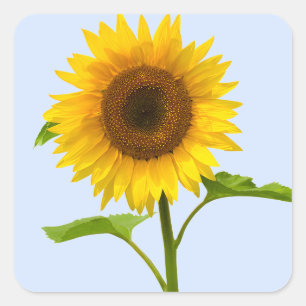 Gelbe Sonnenblumen Blumen Blaue Himmel Blumen Quadratischer Aufkleber