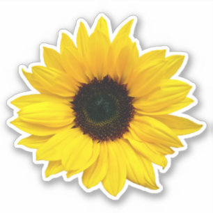Gelbe Sonnenblumen-Blumen-Kiss-Cut-Aufkleber Aufkleber