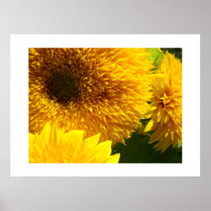 Gelbe Sonnenblumen Botanische Kunst Drucke Blumen