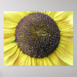 Gelbe Sonnenblumen-Druck Poster
