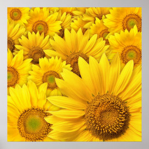 Gelbe Sonnenblumen Poster