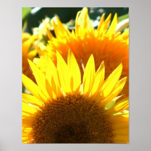 Gelbe Sonnenblumen Poster