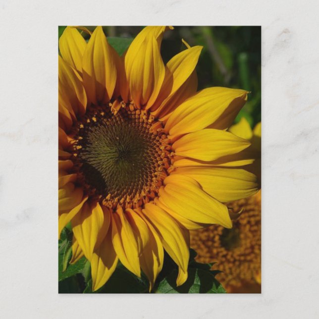 Gelbe Sonnenblumen Postkarte (Vorderseite)
