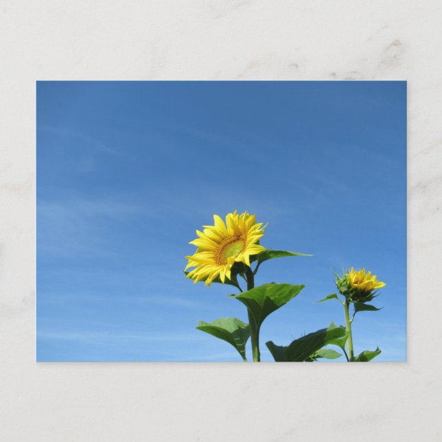 Gelbe Sonnenblumen und blauer Himmel Postkarte (Vorderseite)
