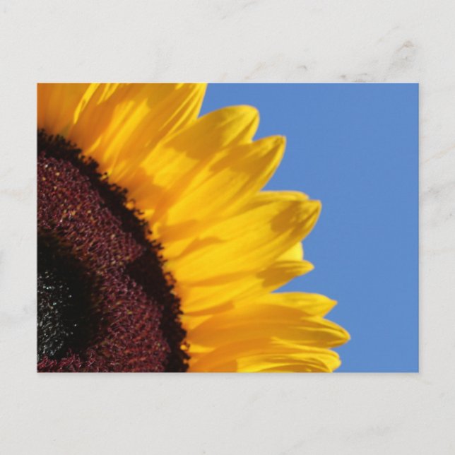 Gelbe Sonnenblumen und blauer Himmel Postkarte (Vorderseite)