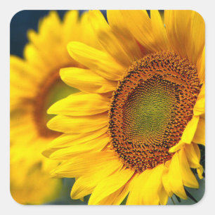 Gelbe Sonnenblumenblüte Quadratischer Aufkleber