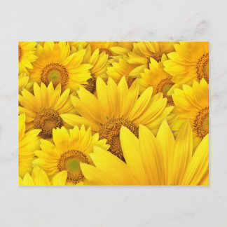 Gelbe Sonnenblumenfelder Postkarte