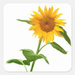 Gelbe Sonnenblumenkleber Quadratischer Aufkleber