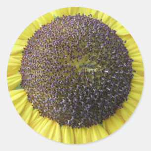 Gelbe Sonnenblumenkleber Runder Aufkleber