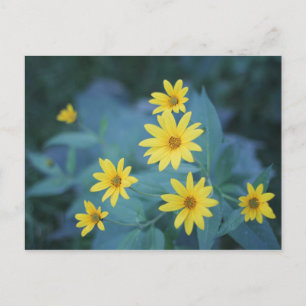Gelbe Sonnenschirm-Blume auf dem Blue Background P Postkarte