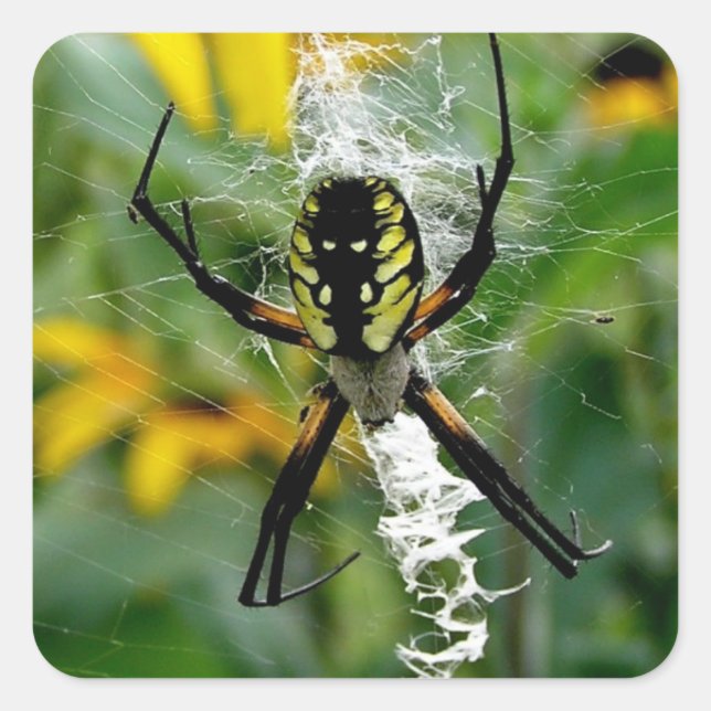 Gelbe Spinne Quadratischer Aufkleber (Vorderseite)