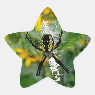 Gelbe Spinne Stern-Aufkleber