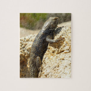 Gelbe Spiny Lizard bei Joshua Tree