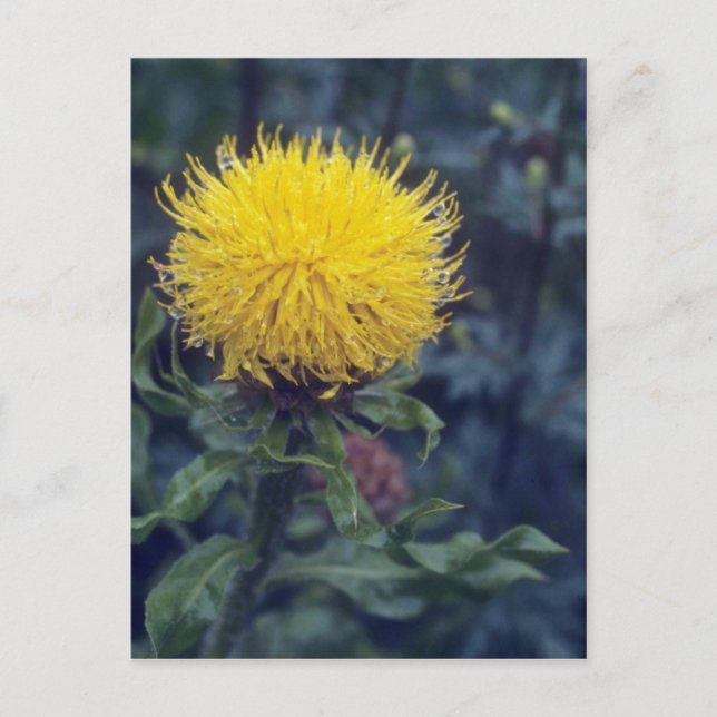 Gelbe Star Thistle (Centaurea Macrophala) Blume Postkarte (Vorderseite)