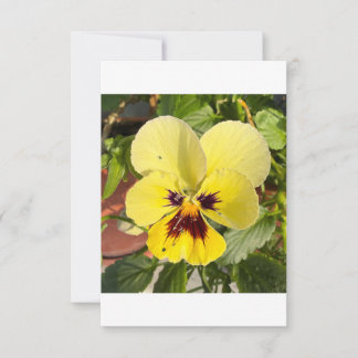 Gelbe Stiefmütterchen-Blumen-Foto-Flach-Dankeskart Dankeskarte