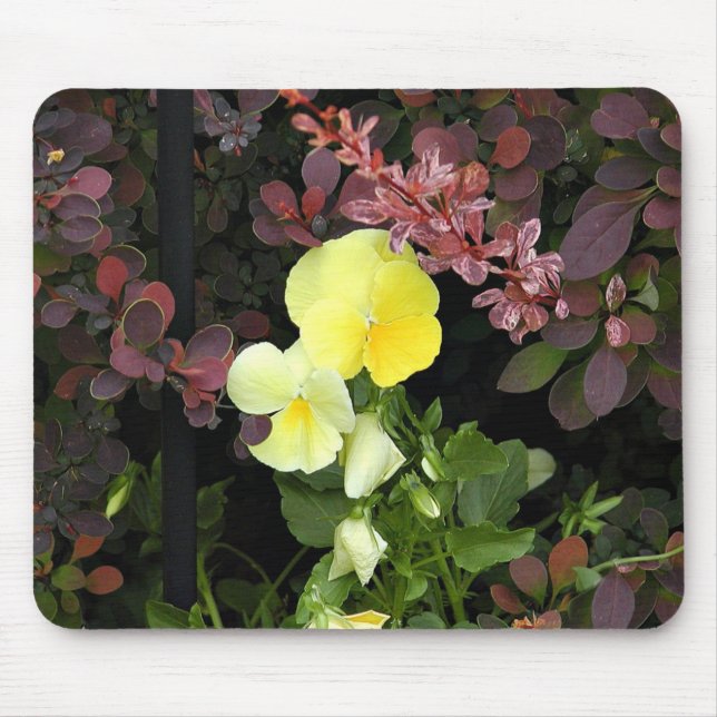 Gelbe Stiefmütterchen Mousepad (Vorne)