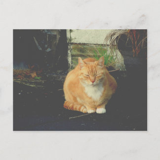Gelbe Tafel niedliche streunende Katze Postkarte