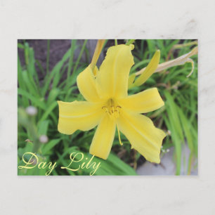 Gelbe Tageslilie # 1 Postkarte