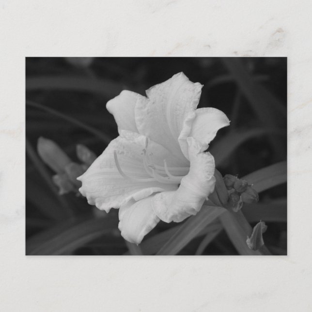 Gelbe Tageslilie Postkarte (Vorderseite)