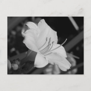 Gelbe Tageslilie Postkarte