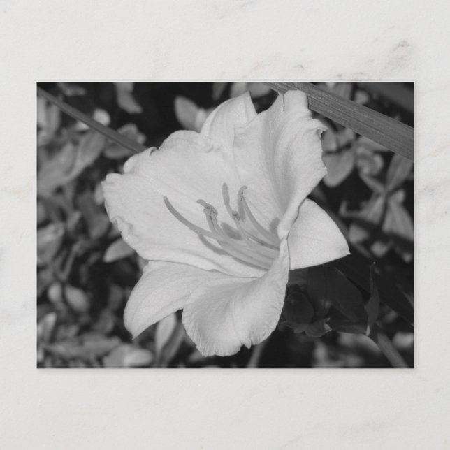 Gelbe Tageslilie Postkarte (Vorderseite)