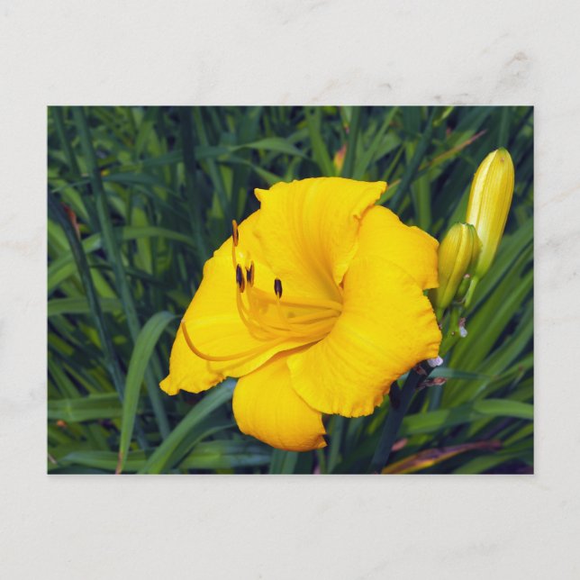 Gelbe Taglilie 13 Leere Postkarte (Vorderseite)