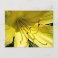 Gelbe Taglilie Postkarte