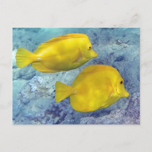 Gelbe Tangs Postkarte (Vorderseite)