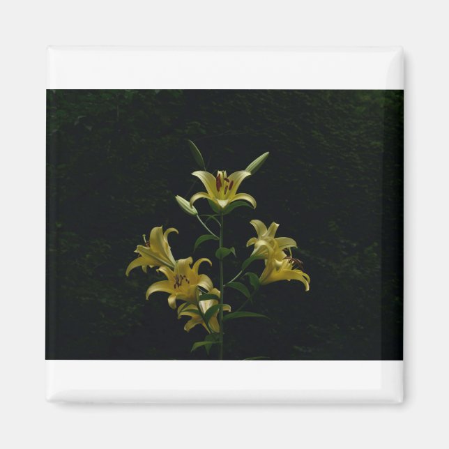 Gelbe Taylilys, Tom Wurl Magnet (Vorne)