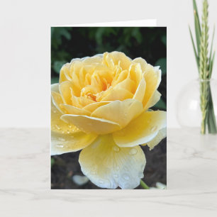 Gelbe Teerose leere Karte