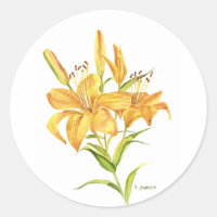 Gelbe Tigerlilie