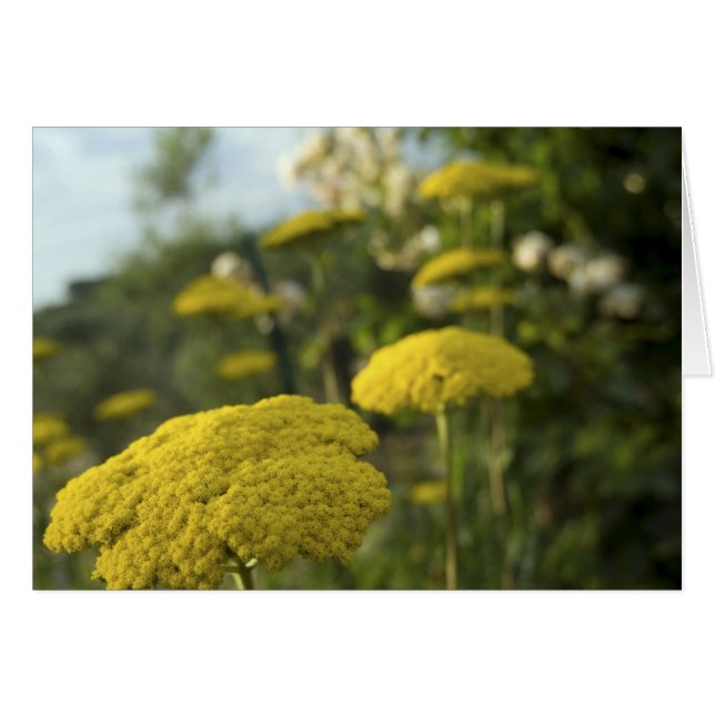 Gelbe toskanische Blume (Vorderseite (Horizontal))