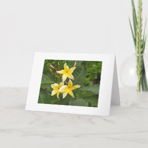 Gelbe tropische Plumerien-Blüten Blanko Karte