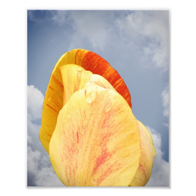 Gelbe Tulip-Blume auf blauem Himmel 8x10 Fotodruck (Vorne)