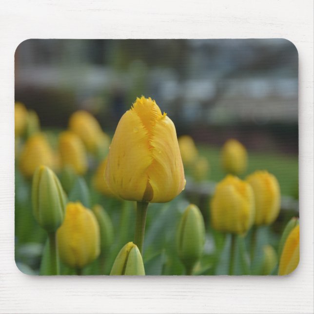 Gelbe Tulipen im Feld Mousepad (Vorne)