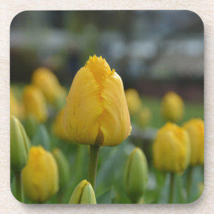 Gelbe Tulipen im Feld Untersetzer