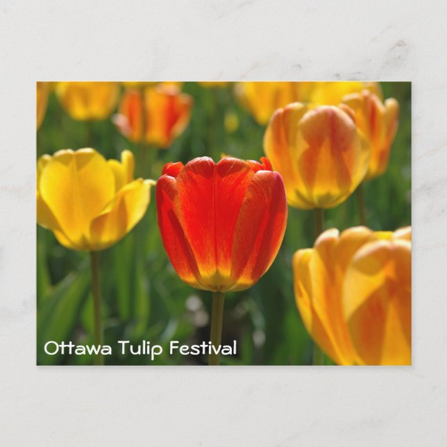Gelbe Tulipen, Orangefarbene Tulpen Postkarte (Vorderseite)