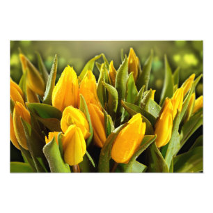 Gelbe Tulips Foto drucken