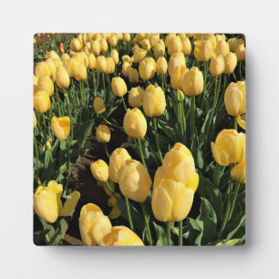 Gelbe Tulips in einem Feld, Oregon Fotoplatte