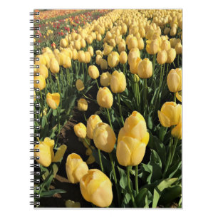 Gelbe Tulips in einem Feld, Oregon Notizblock