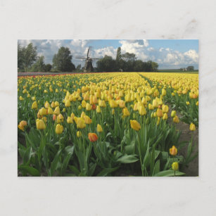 Gelbe Tulips in einem Field Holland Postkarte