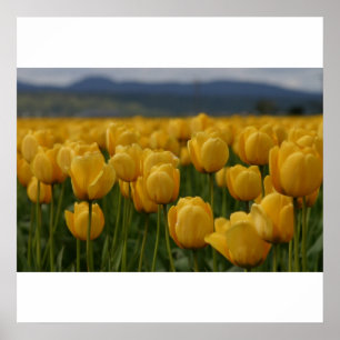 Gelbe Tulissen Poster