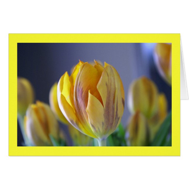 Gelbe Tulpe (Vorderseite (Horizontal))