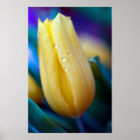 Gelbe Tulpe-Blume-Poster