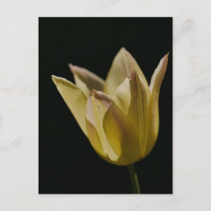 Gelbe Tulpe Postkarte