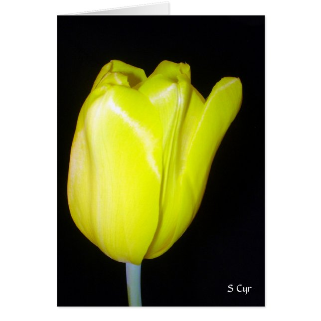 Gelbe Tulpe, S Cyr (Vorne)